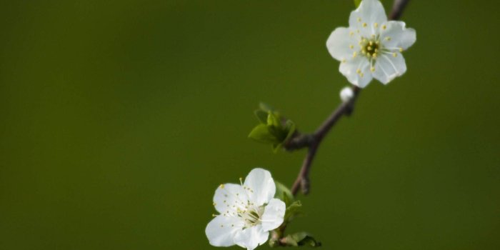1920x1200 1920x1200 White Flowers desktop PC and Mac wallpaper