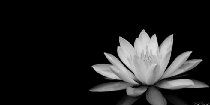 1920x1080 60+ Black and White Flower Wallpapers - Download at WallpaperBro