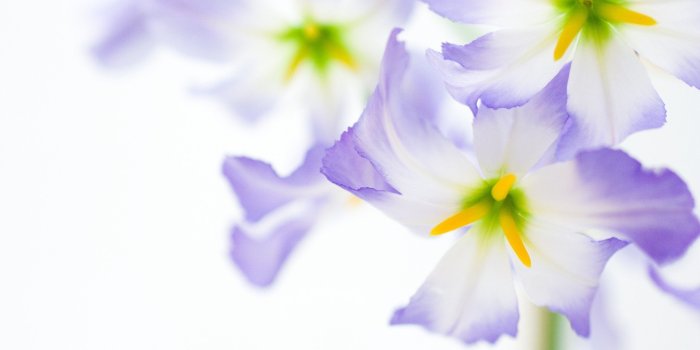 2560x1600 Flowers On White Background ❤ 4K HD Desktop Wallpaper for 4K Ultra