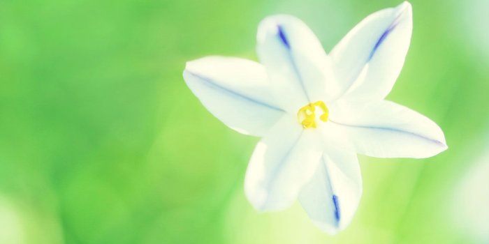 1280x800 White flowers － Flower Wallpapers - Free download wallpapers