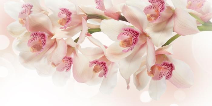 2560x1600 gaeroladid: White Orchid Desktop Wallpaper Images