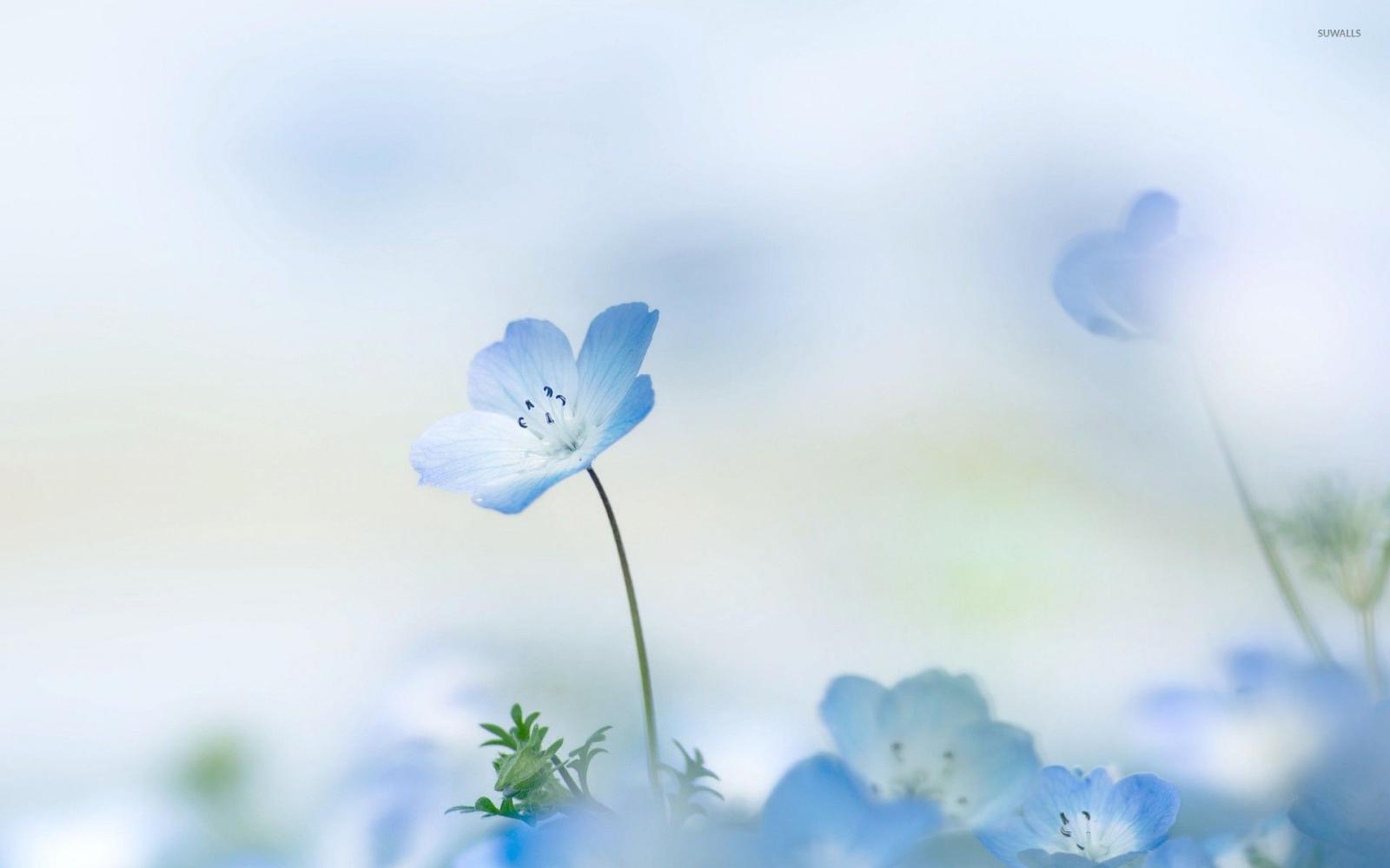 1920x1200 Small blue flower wallpaper - Flower wallpapers - #53407