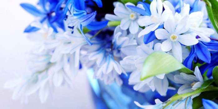 1440x900 Blue And White Flower Wallpaper - Desktop Wallpaper Hd Nature Flower