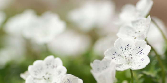 1600x1200 Download desktop wallpaper White flowers - Spring wallpaper for your