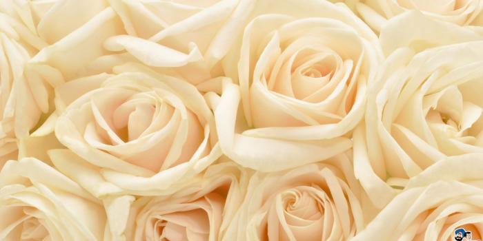 1920x1080 64+ Roses Screensaver Wallpapers on WallpaperPlay