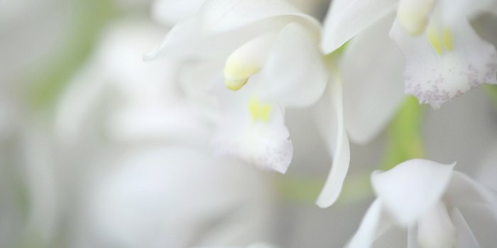 1920x1080 Clean white flowers desktop wallpaper - 8Wallpapers
