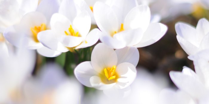 2560x1600 Download desktop wallpaper crocus, white flowers for your computer