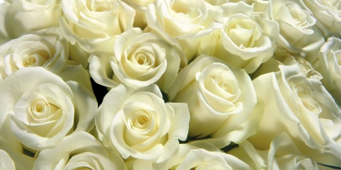 1920x1200 White Roses Desktop Wallpaper - 52DazheW Gallery