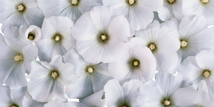 1920x1200 Pure White Wallpaper (65+ images)