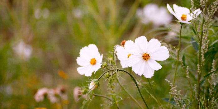 3840x2160 White Cosmos Flowers ❤ 4K HD Desktop Wallpaper for 4K Ultra HD TV