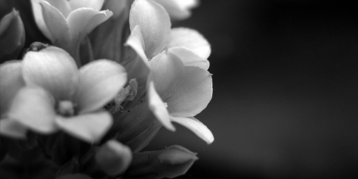 1680x1050 Black and White Floral Computer Wallpapers, Desktop Backgrounds