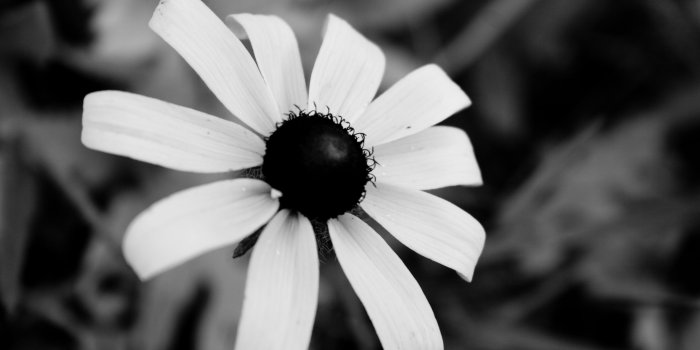 3504x2336 Black White Flowers Wallpaper
