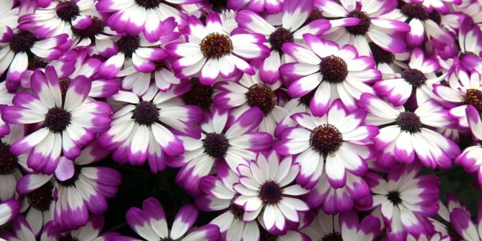 1920x1440 Cineraria Purple White Flower Petals Desktop Wallpaper Backgrounds