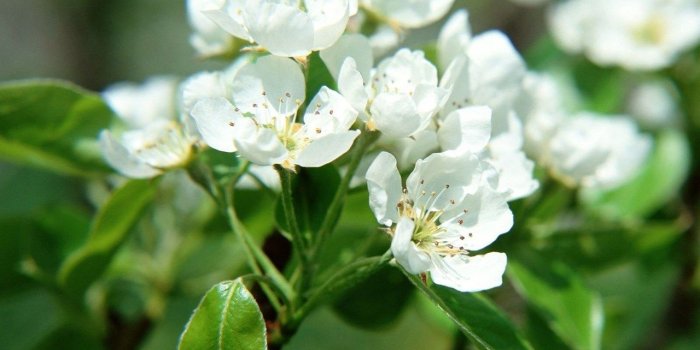 1280x720 High quality hd white flowers computer wallpaper.jpg Desktop Background