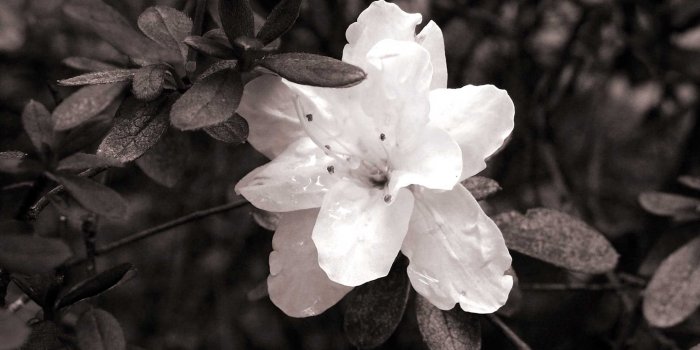 1920x1200 Black and White Desktop Wallpaper - Wallpapers Browse