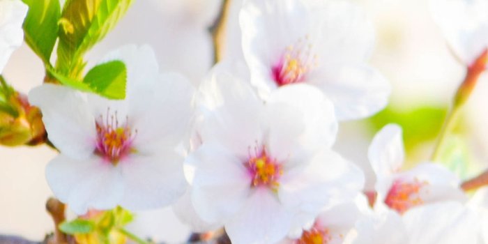 1080x1920 White Flowers Mobile Wallpapers - Flowers Healthy