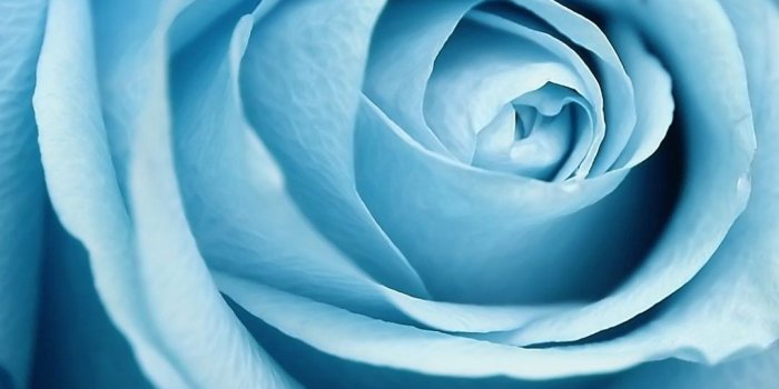 1080x1920 Iphone Blue Flower Wallpaper Hd - Flowers Healthy