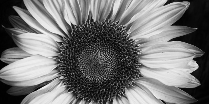 1824x1368 Black And White Images Of Flowers 11 Desktop Wallpaper