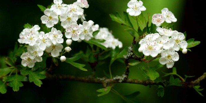1600x1200 Beautiful White Flowers Hd Wallpaper - Flowers Healthy