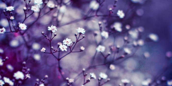 1920x1080 Desktop Wallpaper Flowers ·① WallpaperTag