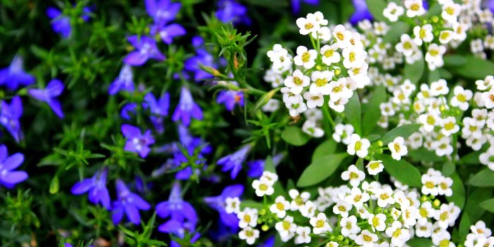1920x1200 Small blue and white flowers For Computer (id: 141322) | BUZZERG