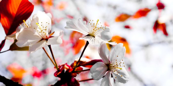 2560x1440 Spring Season Flowers ❤ 4K HD Desktop Wallpaper for 4K Ultra HD TV