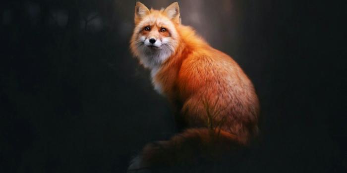 1920x1080 75+ Fox Wallpapers on WallpaperPlay