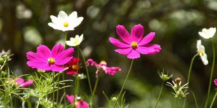 1920x1080 Desktop White And Pink Wallpaper Wallpaper