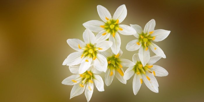1332x994 Flower Flowers White Desktop Wallpaper Summer ~ Flower HD 16:9 High