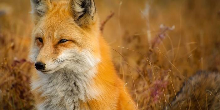1280x854 Fox Wallpapers |
