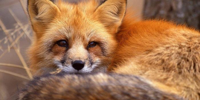 1600x1200 Fox Wallpapers Free