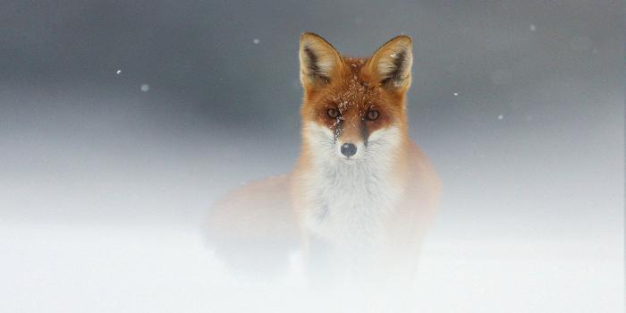 1920x1200 844 Fox HD Wallpapers | Background Images