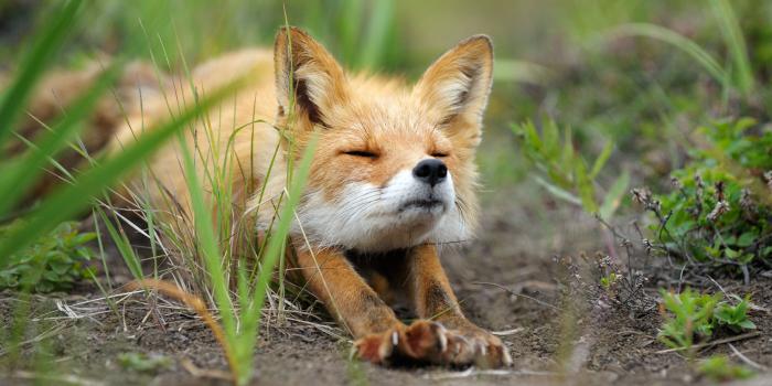 2560x1600 Cute Baby Fox Wallpaper (54+ images)