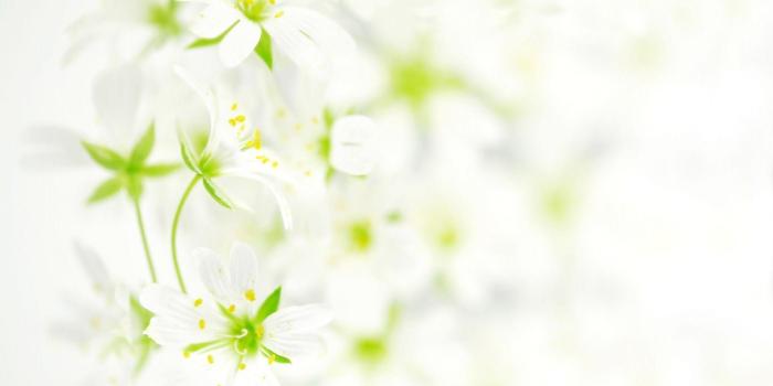 2400x1350 White Flower Wallpapers