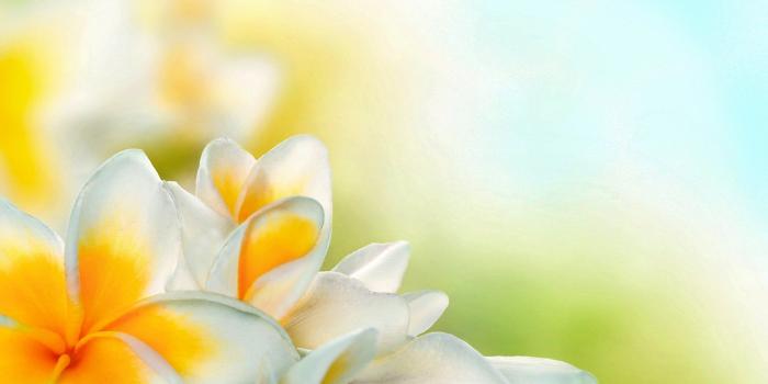 1920x1200 1323 White Flower HD Wallpapers | Background Images