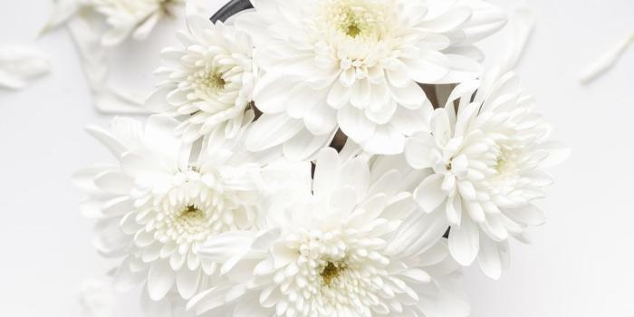 1000x1379 100+ White Flower Pictures | Download Free Images on Unsplash