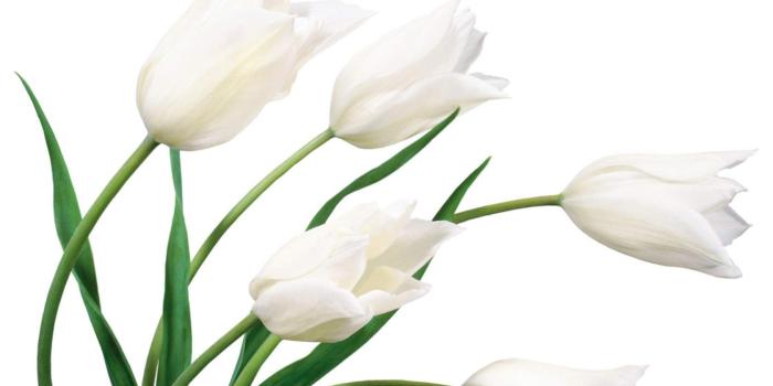 1680x1050 White Flower HD Wallpapers | Backgrounds