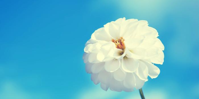 1920x1080 White Flower HD Wallpaper | Welcome To StarChop