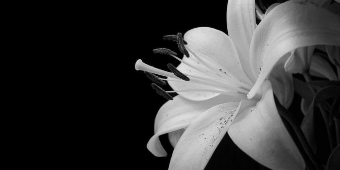 1600x1000 Amazing White Flower Black White Wallpaper Hd Widescreen Desktop