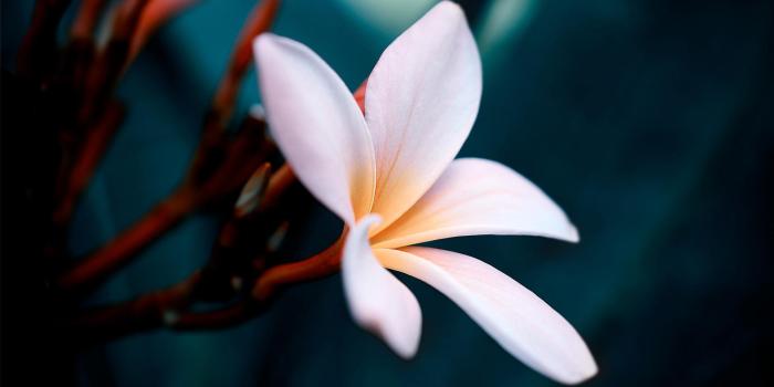 1920x1080 White Flower Hd Wallpaper - Flower Wallpaper 1920 X 1080 Hd (#260365