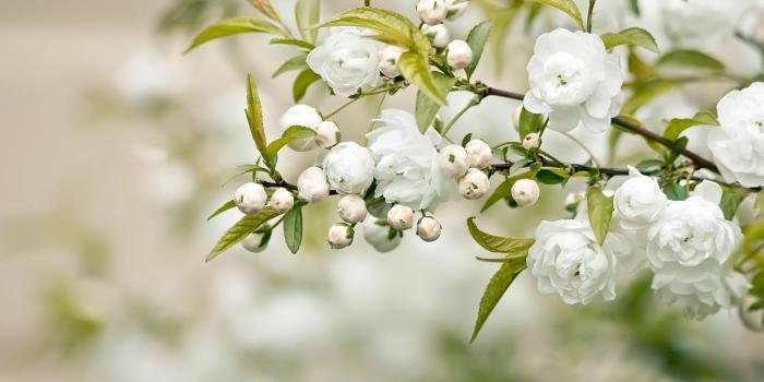 1920x1200 White Flowers wallpaper | 1920x1200 | #66768