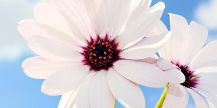 1600x1000 flowers for flower lovers.: Flowers wallpapers HD. | flowers