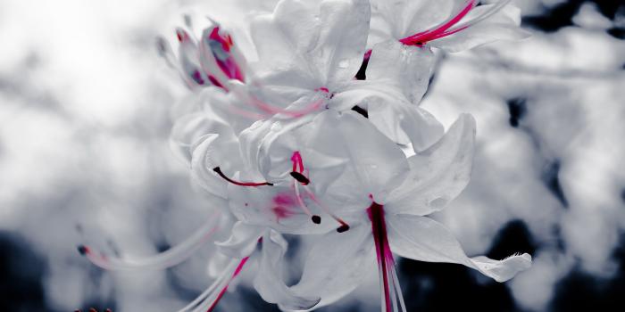 1920x1080 Black and White Flower Wallpaper (56+ images)