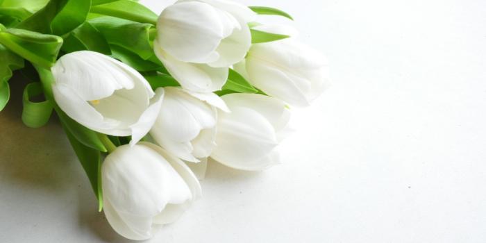 1920x1080 White Flowers Wallpaper - My Condolences Quotes For A Friend Free