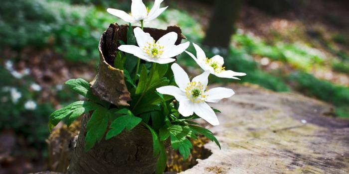 1920x1080 White Flowers Wallpapers, Photos & Images in HD