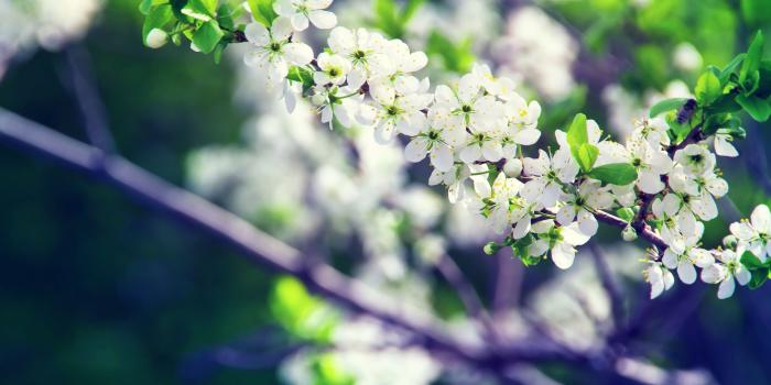 3840x2400 White Flower Buds HD Wallpaper