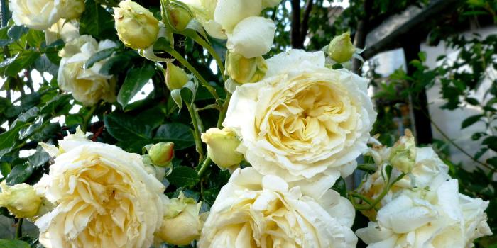 2400x1800 1323 White Flower HD Wallpapers | Background Images