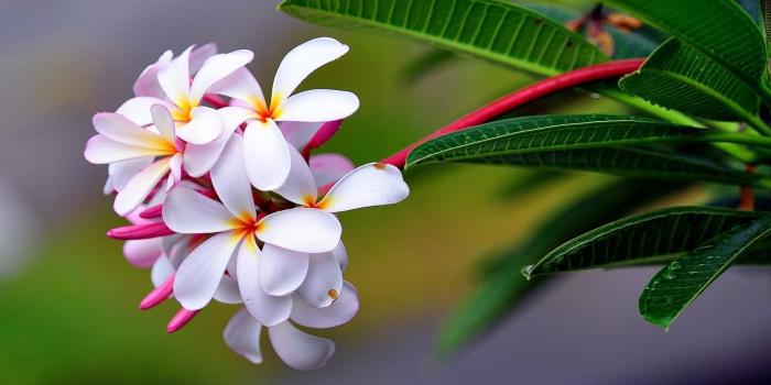 1920x1080 Exotic White Flowers Wallpaper HD 62809 1920x1080px