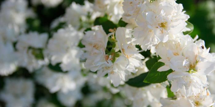 1920x1080 White Flowers ❤ 4K HD Desktop Wallpaper for 4K Ultra HD TV • Wide