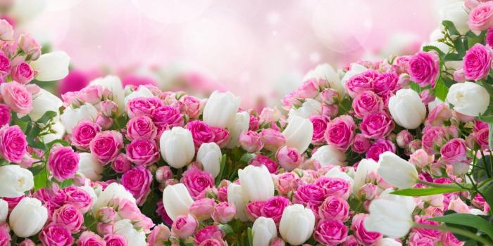 2048x1280 red-and-white-flowers-flower-hd-wallpaper-2560x1600 | Fiesta Flowers